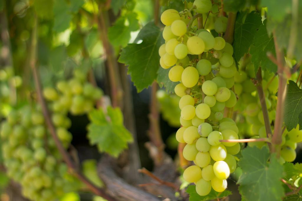 Agriturismo Il Gelsomino Ritrovato 밀라초 외부 사진